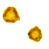 Pyl pampelisky - Dandelion pollen grain